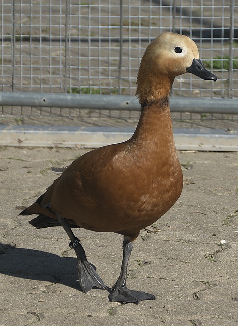 深度