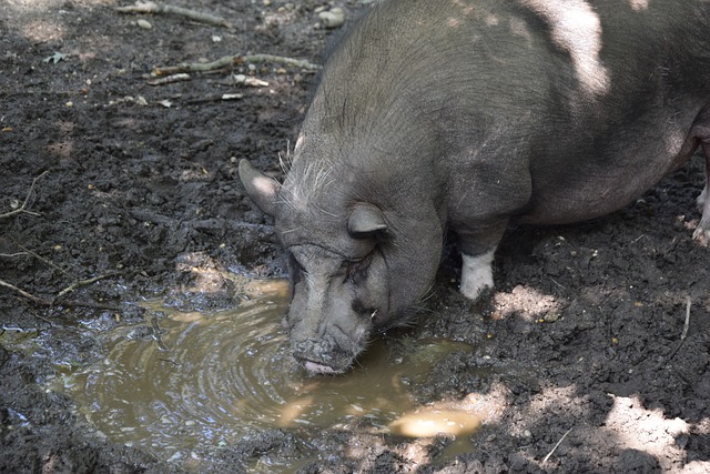 在高水平足 在高水平足